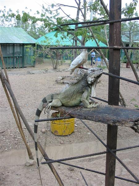 Varan in Kolumbien (Medium).jpg