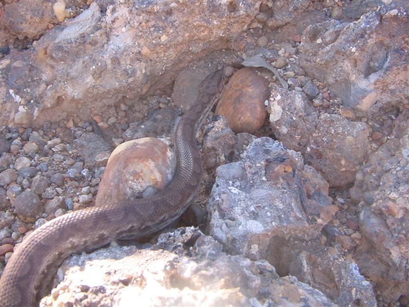 Schlange in CMU (Medium).jpg