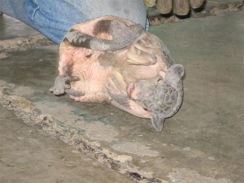 der gepanzerte Maulwurf 017 (Medium).jpg