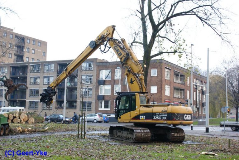 cat bomenrooier.jpg