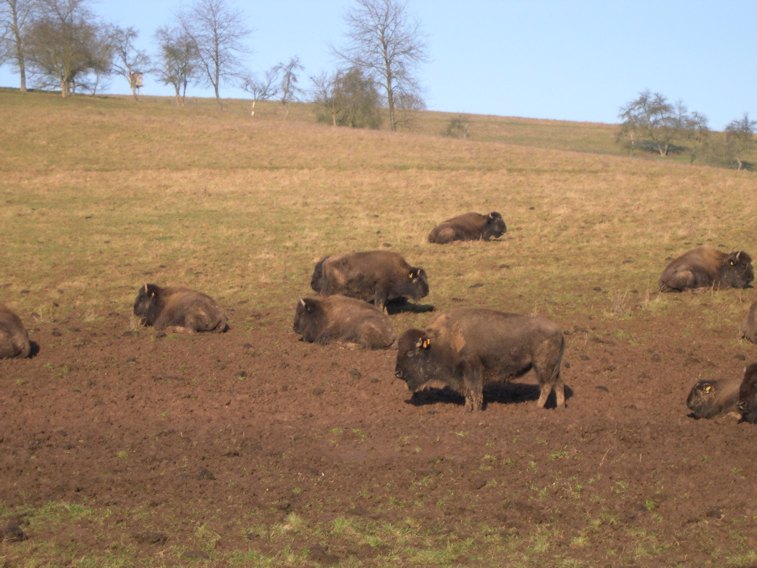 viele Büffel.jpg