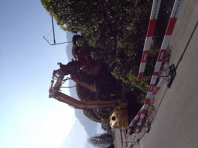 IMG_2572 (480x640).jpg